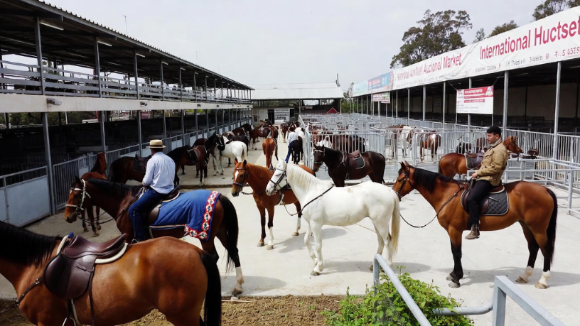 A performance brasileira nos leilões de cavalos internacionais é fruto de linhagens superiores, comenta Aldo Vendramin.